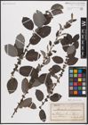 Foto von Salix aurita L.